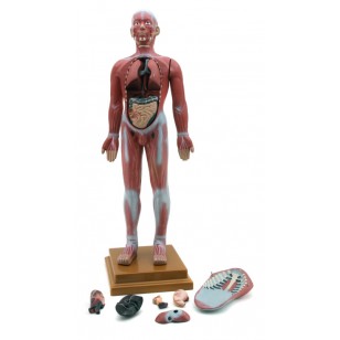 Model ljudskog mišićnog sistema 85cm